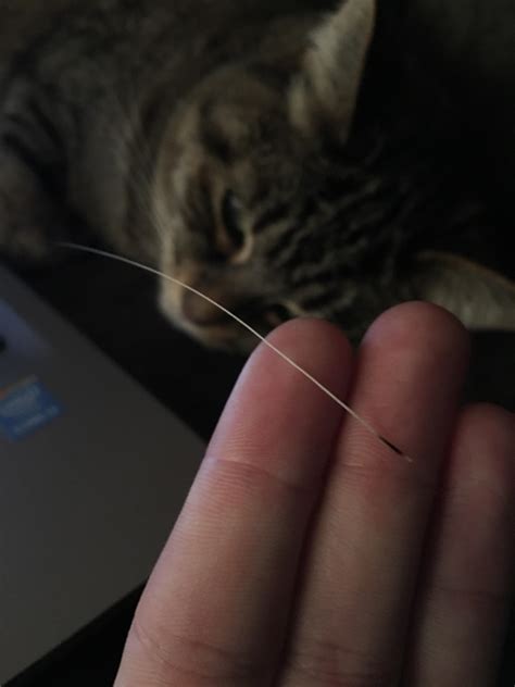 Cat whisker mgic